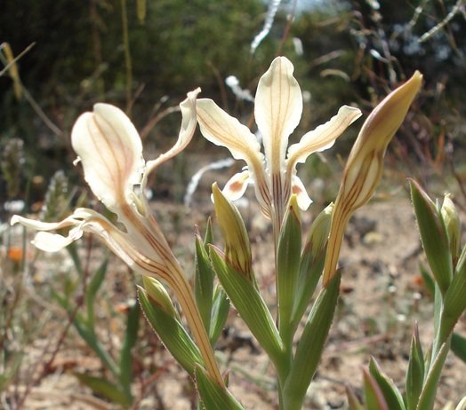 Lapeirousia fabricii against sunlight
